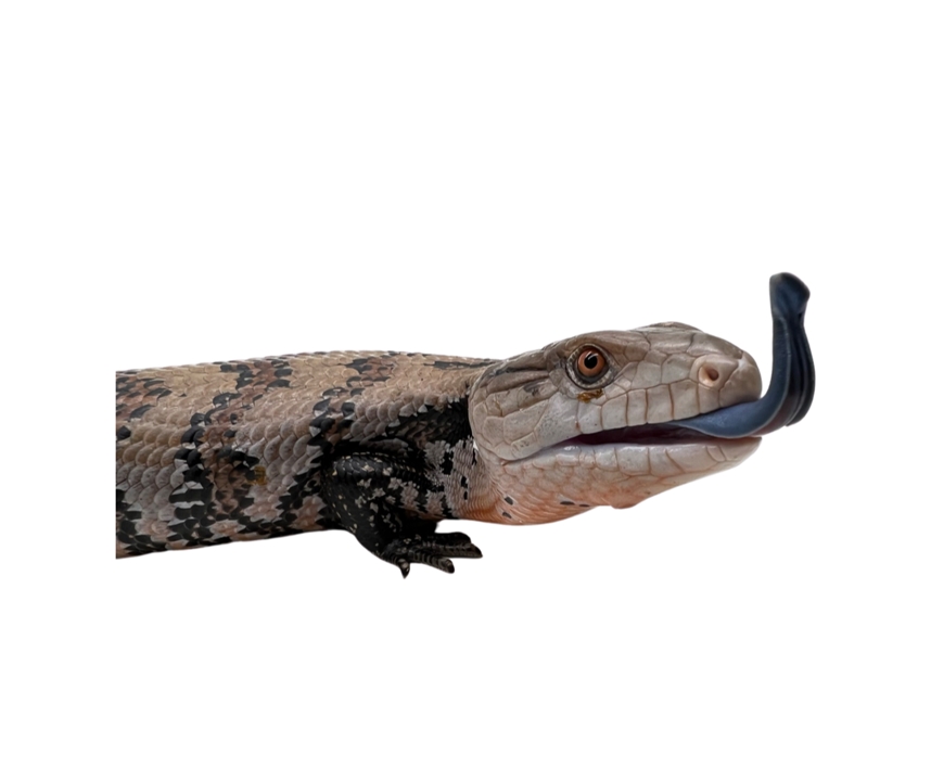 Indonesian Blue-tongued Skink